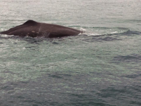 Sperm whale 8.7.2014